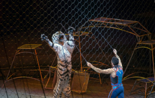 Keep the tiger in the cage